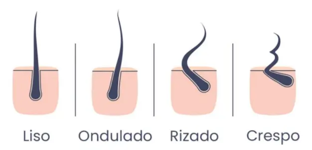 ¿Por qué nuestro cabello puede ser liso o rizado? ¡Descúbrelo aquí!